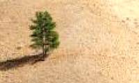 Discover mechanisms to help plants survive in extreme weather
