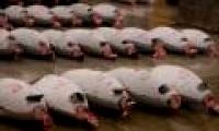 Discover million dollar tuna market in Japan