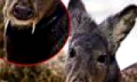 Discover monster deer with precious sweat like gold