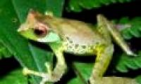 Discover more frog species in Vietnam