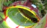 Discover more of the terrifying ability of carnivorous plants in North America