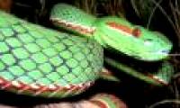 Discover more than 350 new species of flora and fauna in the Himalayas