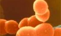 Discover more types of beneficial bacteria in the intestinal tract