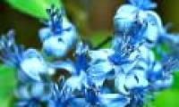 Discover new anti-aging herb