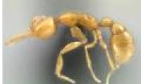 Discover new ants in Amazon