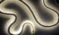 Discover new bizarre snake ghosts in Madagascar