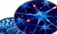 Discover new brain cells