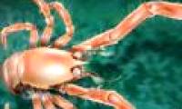 Discover new crustaceans off Spain