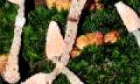 Discover new fungus in Lam Dong
