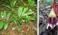 Discover new ginger species in Quang Ngai