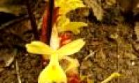 Discover new ginger species in Vietnam