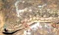 Discover new lizard species in Cao Bang