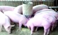 Discover new methods to help pigs become immune to disease