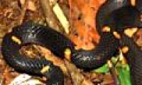 Discover new poisonous snakes in Vietnam