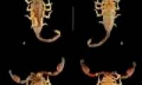 Discover new scorpion species in Quang Tri