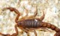 Discover new scorpions in the United States