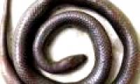 Discover new snake species in Kon Tum