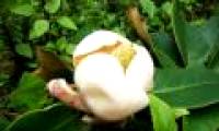 Discover new species in Sapa