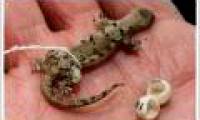 Discover new species of gecko