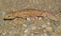 Discover new species of lizards in Australia