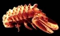 Discover new species of strange many feet