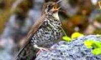 Discover new species of thrush by singing