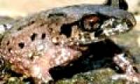 Discover new species of toad in Vietnam