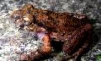 Discover new species of toad