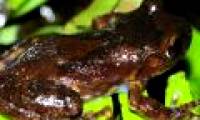 Discover new species of tree frog in Sapa
