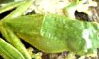 Discover new species of tree frog in Vietnam