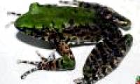 Discover new stone frog in Cao Bang
