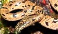 Discover new wolf snake near Vietnam border