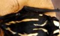 Discover panda bat in South Sudan