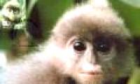 Discover rare and precious langurs in Pu Huong Nature Reserve
