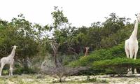 Discover rare white giraffe in Kenya