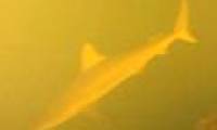 Discover sharks that live in volcanic hearts on the ocean floor