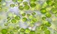 Discover solutions to purify indoor air with ... microalgae