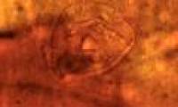 Discover strange creatures in cocoons 200 million years old