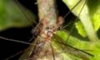 Discover strange creatures near Loch Ness