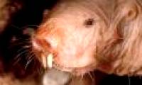Discover strange underground life of naked mole