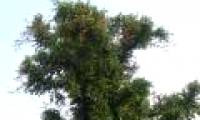 Discover surprise about mistletoe