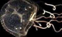 Discover the first individual Caribbean jellyfish in Australia
