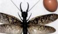 Discover the largest, most crude dragonfly in the world