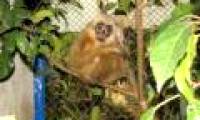 Discover the largest Siki gibbon population in Vietnam