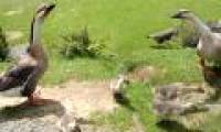 Discover the lion goose, which is faster than the cropping machine