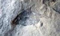 Discover the most important fossil in Canada's paleontological background