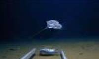 Discover the mysterious creature in the deepest area of ​​the Indian Ocean