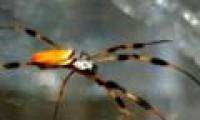 Discover the mystery of spider silk
