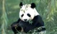 Discover the mystery of the big panda
