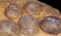 Discover the nest of 2 extinct shark species
